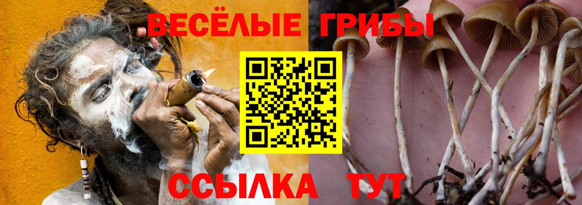 Галлюциногенные грибы GOLDEN TEACHER Славянск-на-Кубани